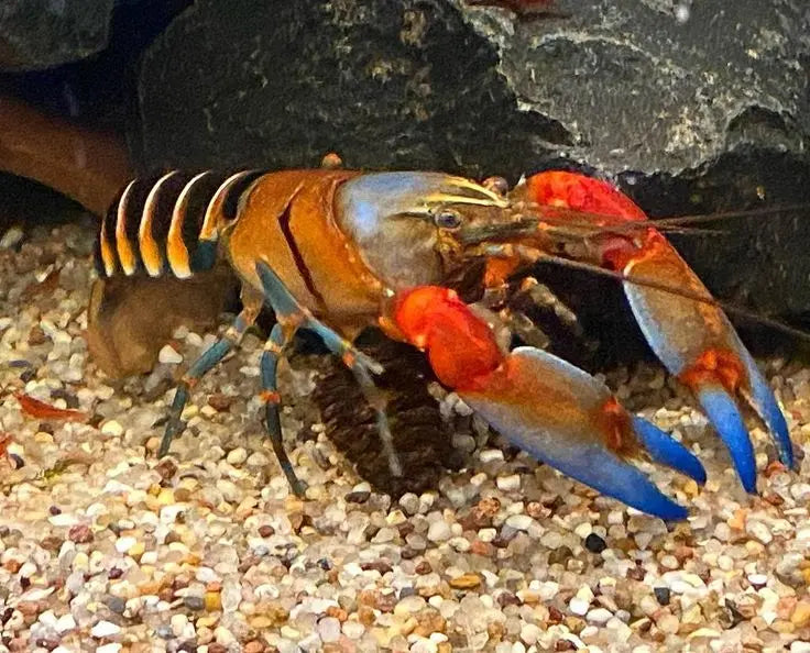 Zucht von Cherax-Krebsen – so gelingt die Nachzucht im Aquarium AquaTimo