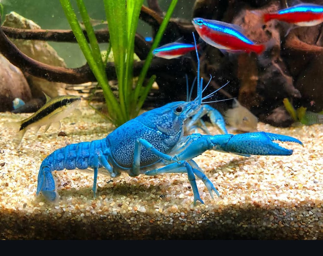 Procambarus alleni – Haltung des Blauen Floridakrebs im Aquarium