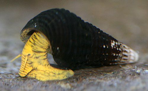 Zuchtbericht: Yellow Mini Tylo – So gelingt die Nachzucht der kleinen Sulawesi-Schnecke im Aquarium