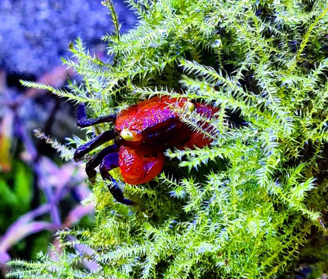 Zuchtbericht zur Vampirkrabbe „Fire“ – Geosesarma hagen