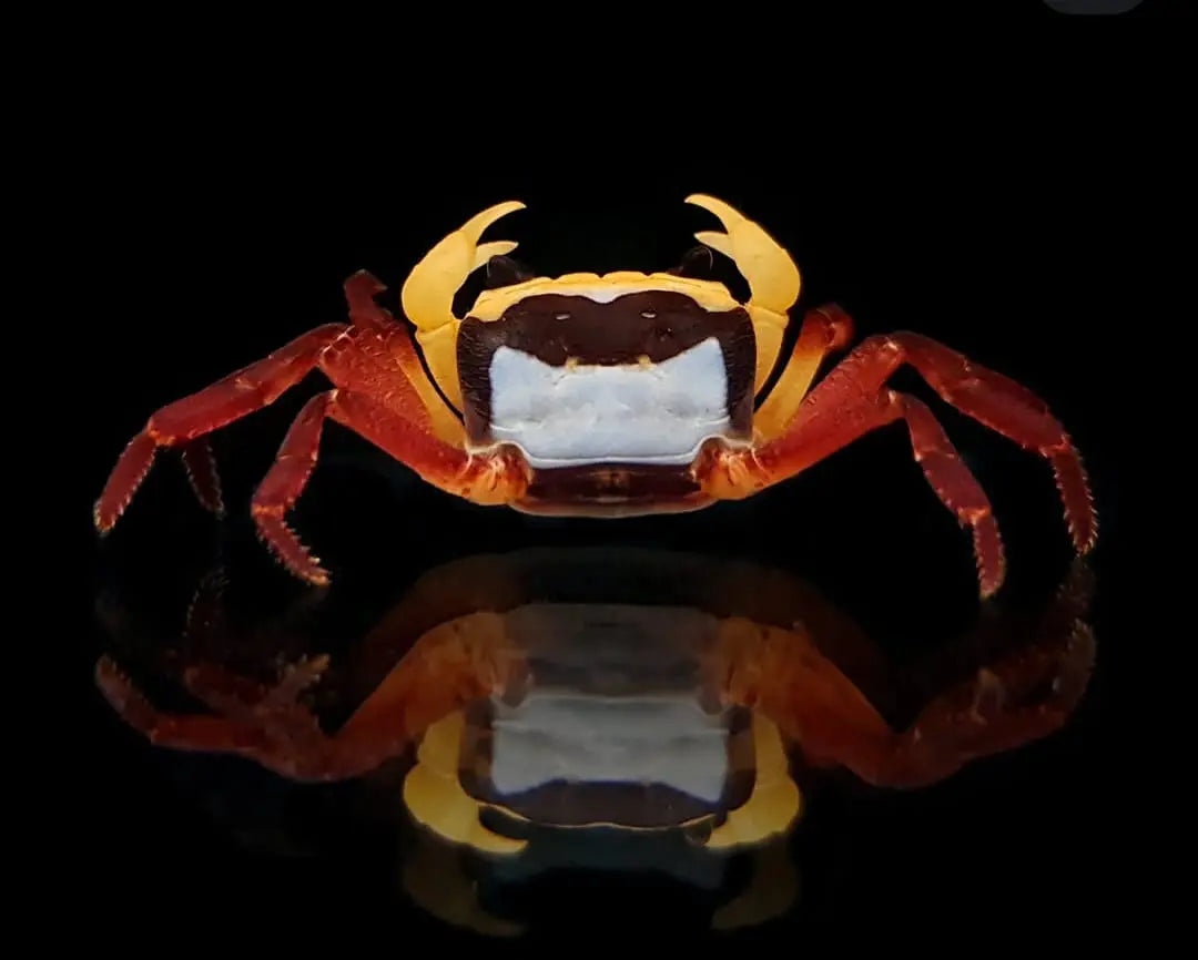 Zuchtbericht: Vampirkrabbe „Yellow Witcher“ (Lepidothelphusa sp.) – Nachzucht im Terrarium AquaTimo