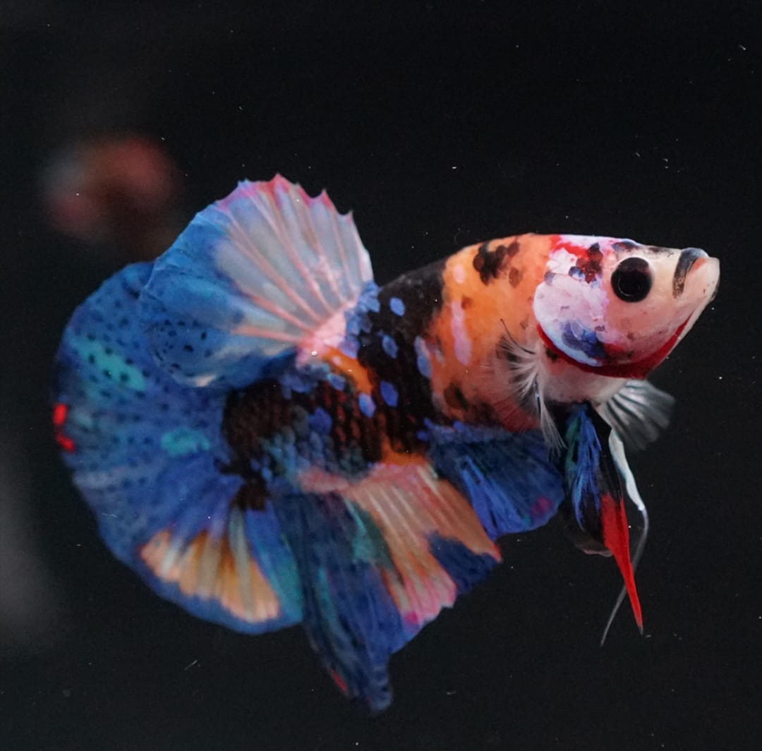 Kampffisch allein oder mit Partner? Haltung von Weibchen und Männchen erklärt   Der große Ratgeber zur Einzel- und Paarhaltung von Betta splendens