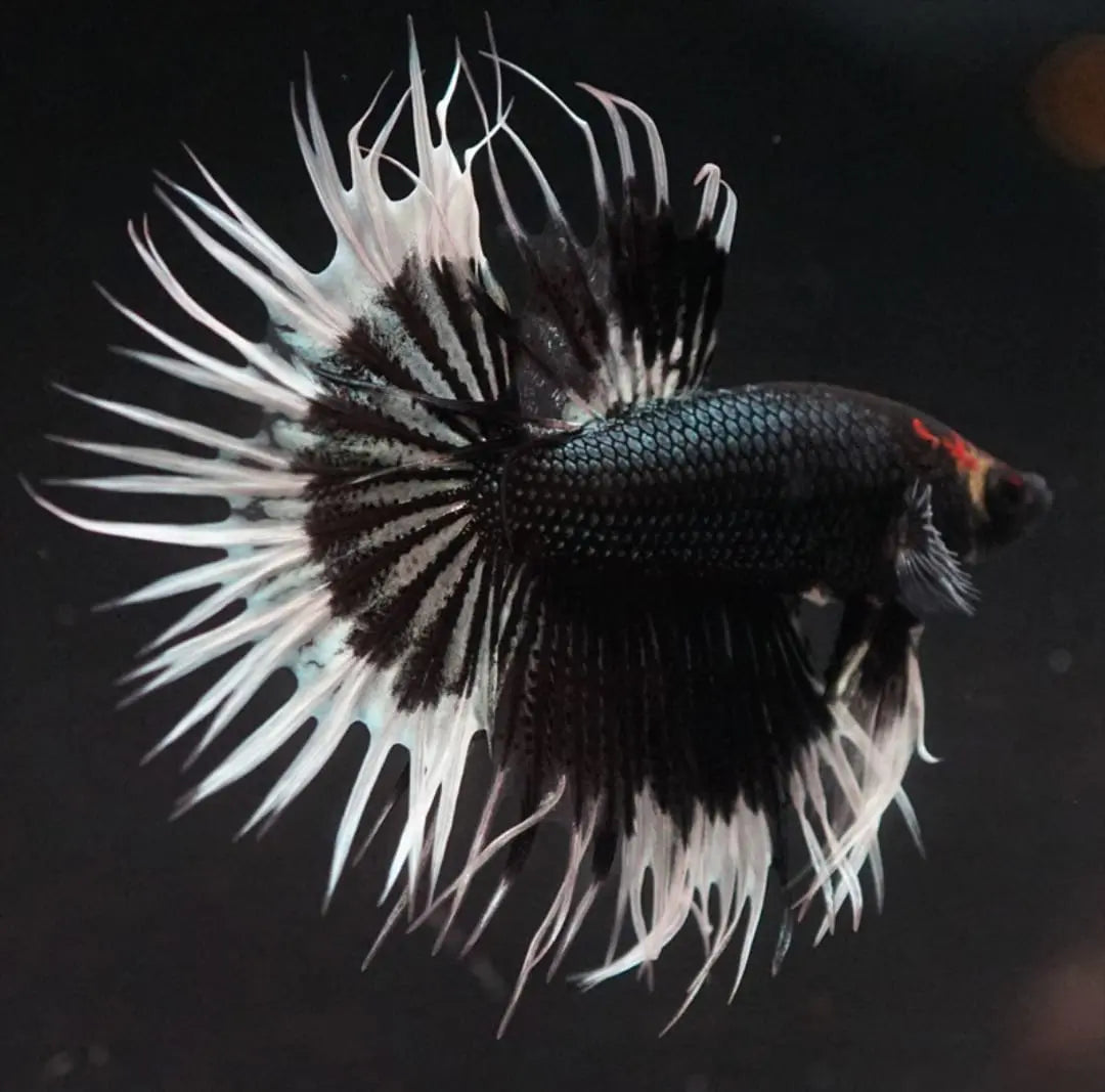 Aquarium für Kampffische einrichten – Deko, Pflanzen & Technik AquaTimo
