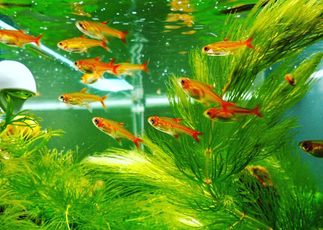 Haltung des Funkensalmlers (Hyphessobrycon amandae) – Kleiner Fisch, große Wirkung