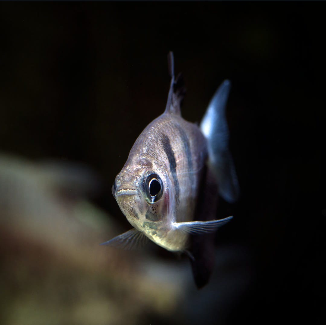 Zucht des Trauermantelsalmlers – so gelingt die Nachzucht im Aquarium