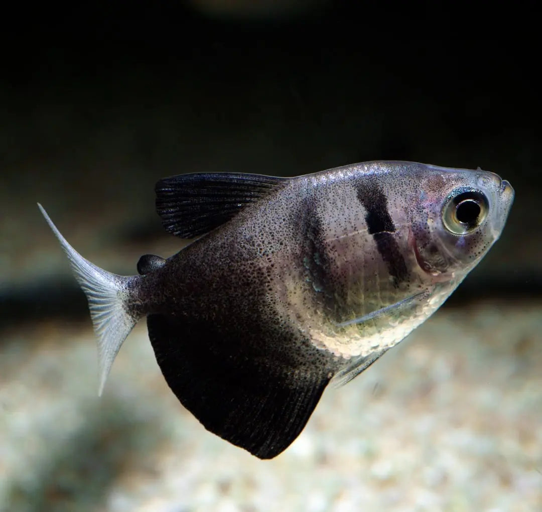 Trauermantelsalmler richtig halten – Tipps für ein gesundes Leben im Aquarium AquaTimo