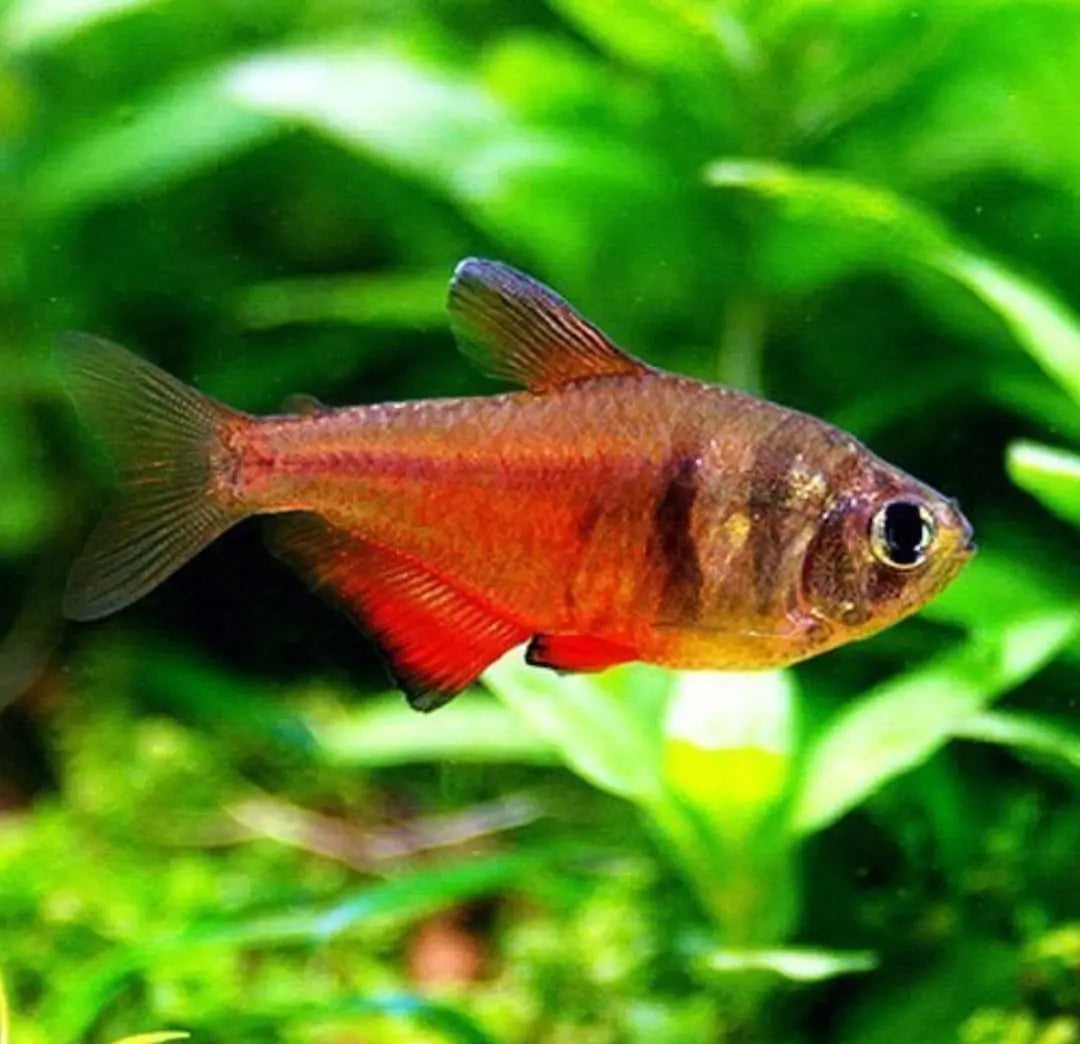 Haltung des Roten von Rio – Hyphessobrycon flammeus AquaTimo