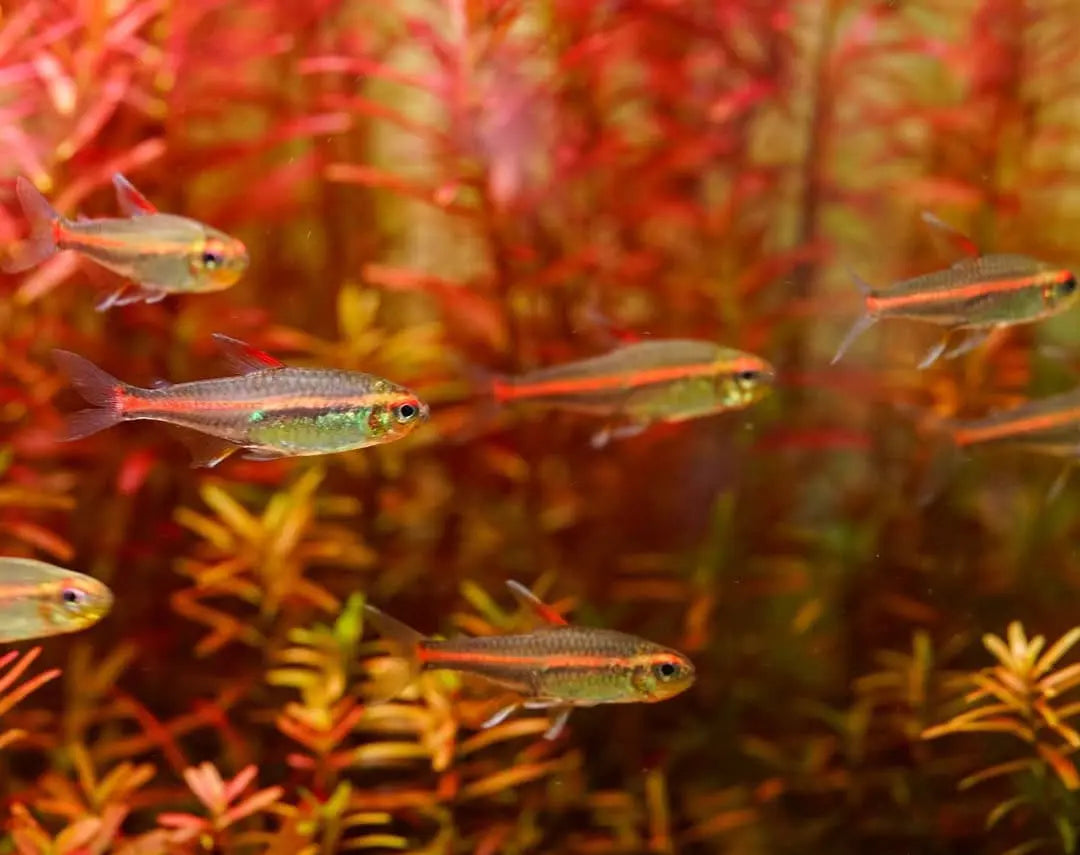 Glühlichtsalmler (Hemigrammus erythrozonus) züchten – so gelingt die Nachzucht im Aquarium AquaTimo
