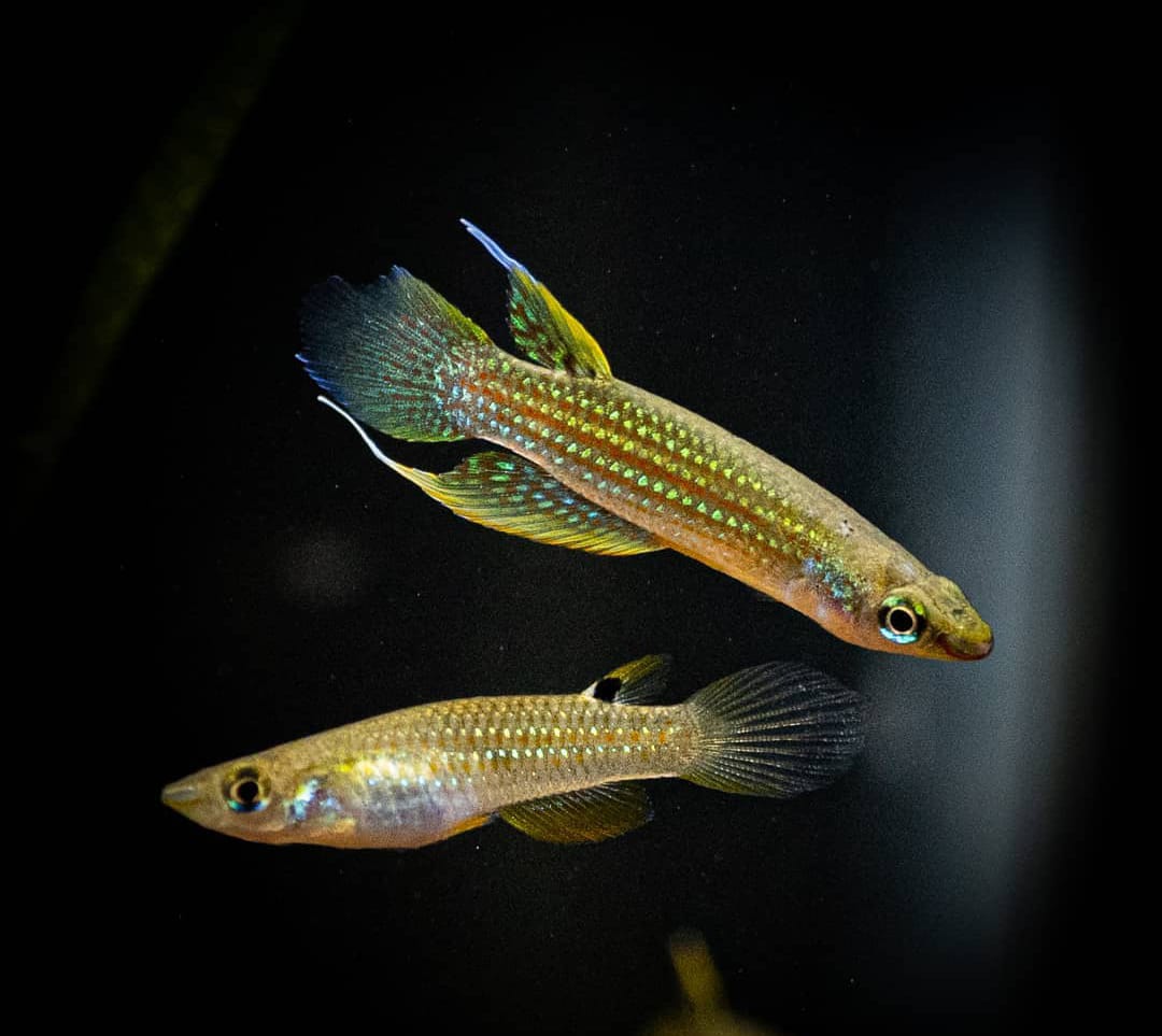 Haltung des Goldenen Streifenhechtlings (Aplocheilus lineatus "Gold") – So fühlt sich der elegante Oberflächenfisch wohl