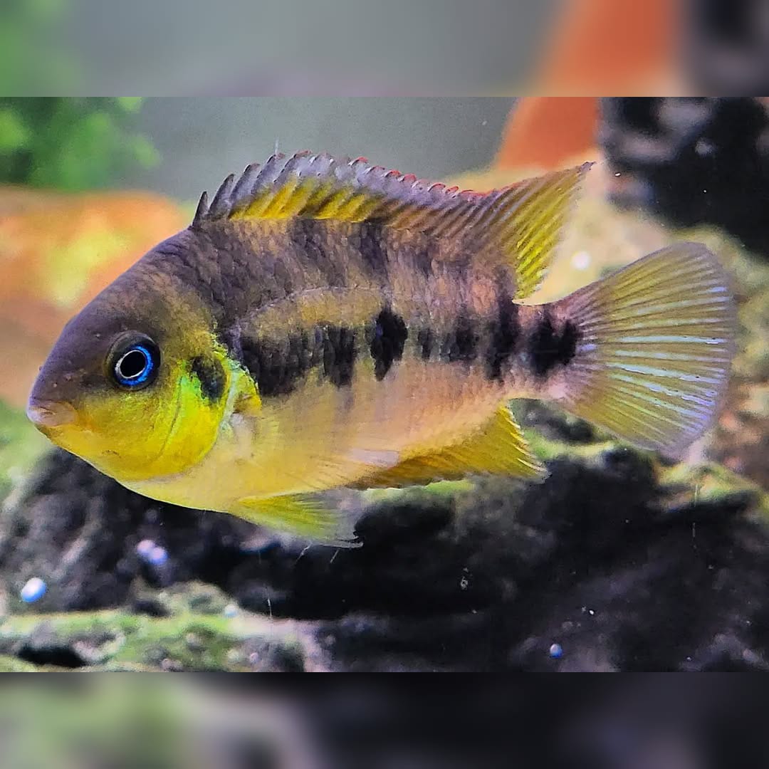Haltungsbericht: Goldbuntbarsch (Archocentrus nanoluteus – Goldform)