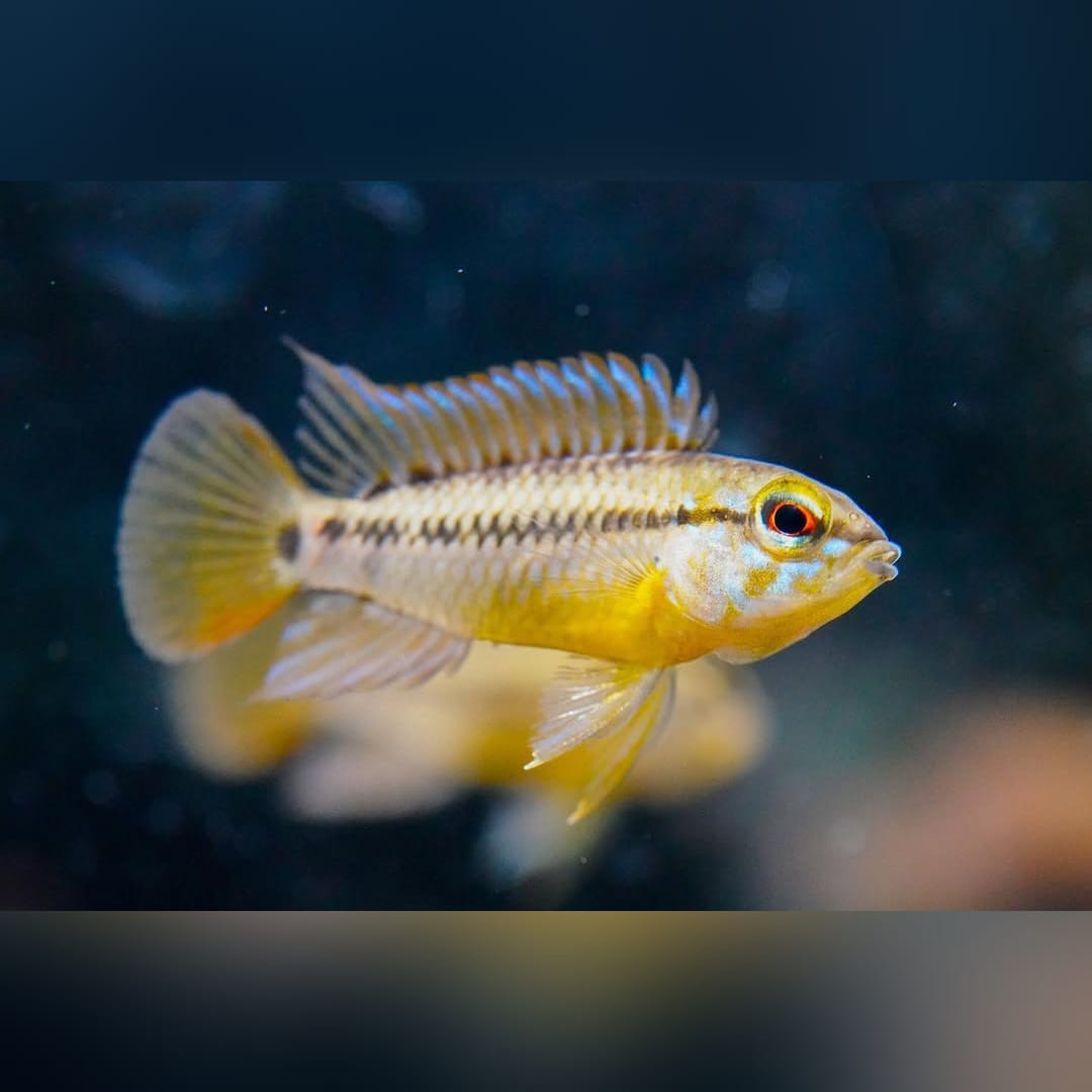 Zuchtbericht – Apistogramma atahualpa (Gelbkehl-Zwergbuntbarsch)