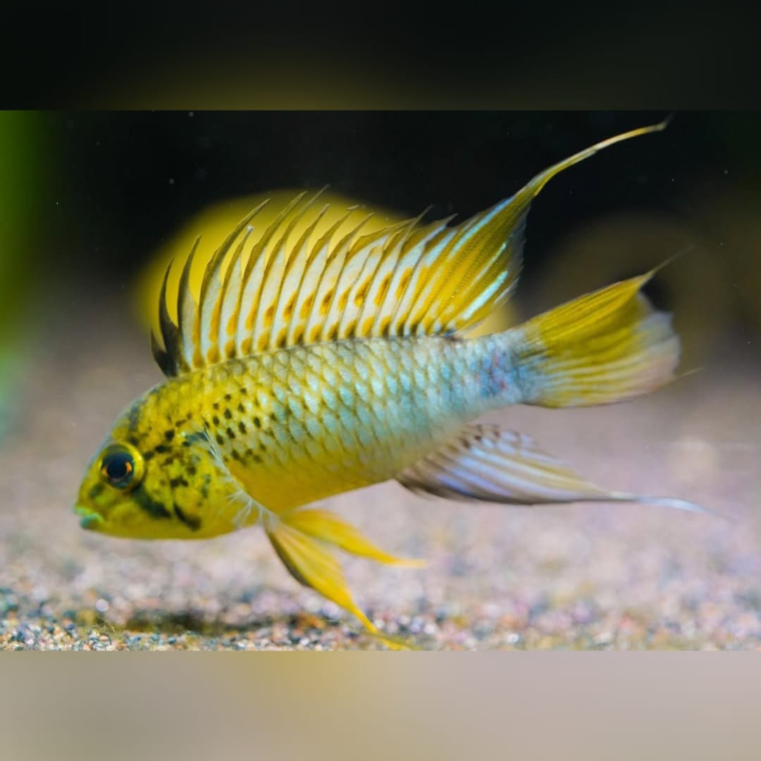 Zuchtbericht: Apistogramma sp. “Amaya” – Anspruchsvolle Pflege, lohnende Nachzucht