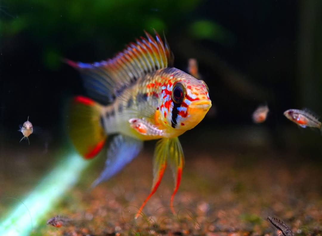 Zuchtbericht – Apistogramma cf. hongsloi