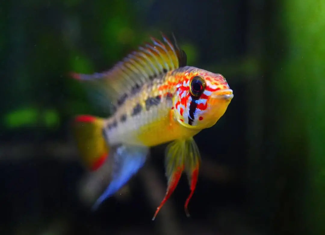 Haltungsbericht – Apistogramma cf. hongsloi AquaTimo