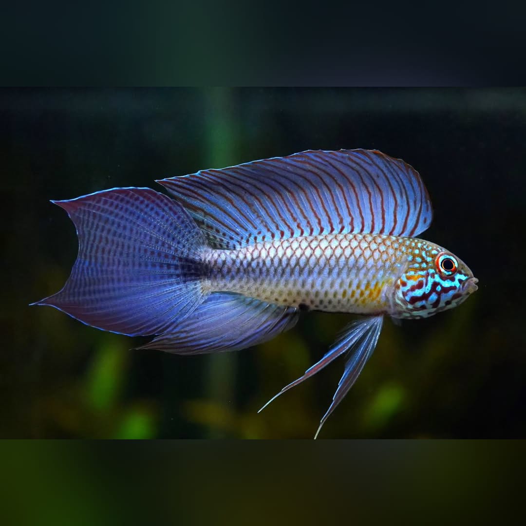 Zuchtbericht: Apistogramma lineata