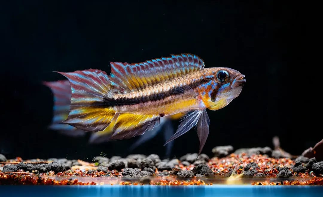Zuchtbericht – Apistogramma mendezi