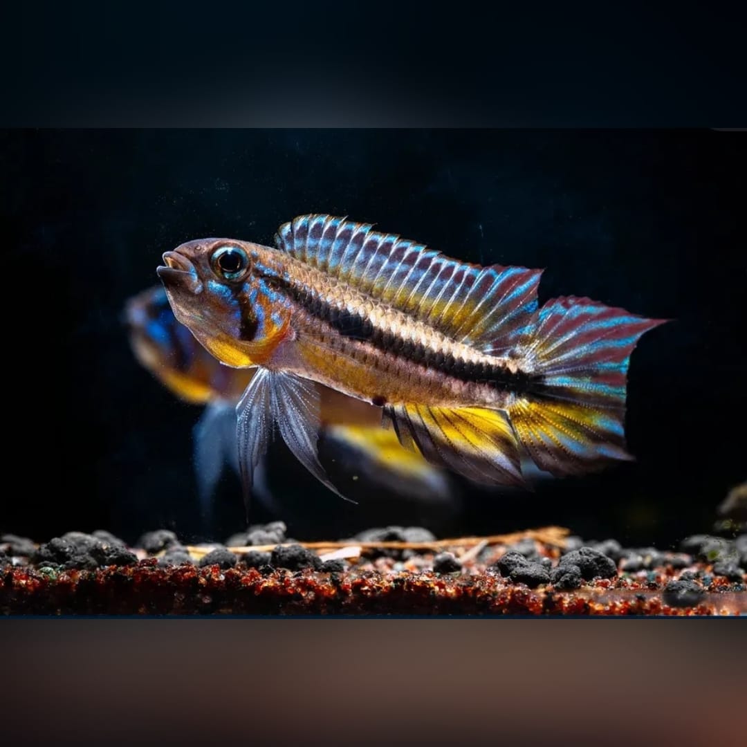 Haltungsbericht – Apistogramma mendezi