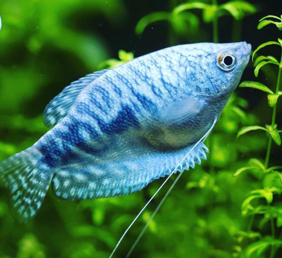 Haltungsblog – Trichogaster cosby (Cosby-Gourami)
