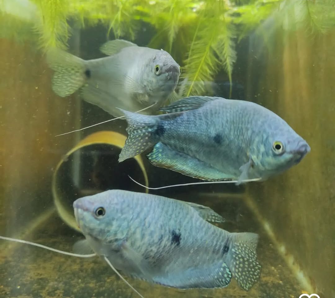 Zuchtbericht – Trichogaster cosby (Cosby-Gourami)