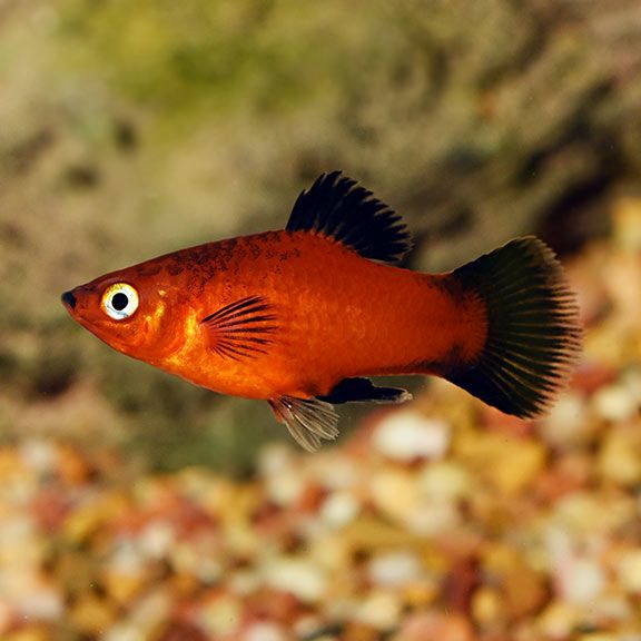 Erkrankungen bei Platys erkennen & behandeln – die 5 häufigsten Probleme