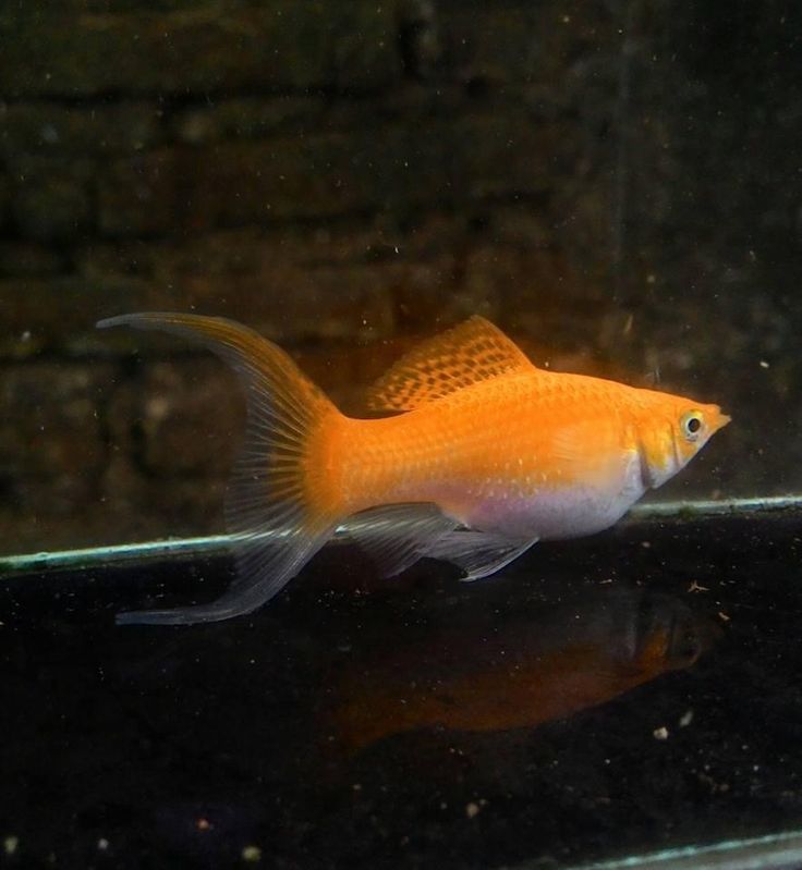 Mollys im Aquarium: Die besten Tipps zur Haltung, Vergesellschaftung & Zucht