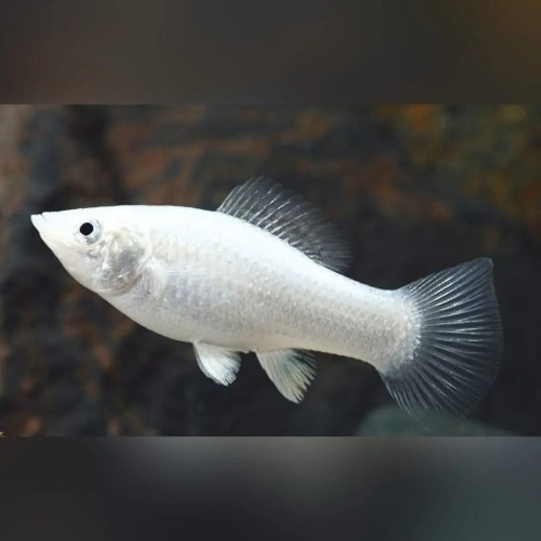 Molly Nachwuchs im Aquarium – so gelingt die Aufzucht der Jungfische AquaTimo