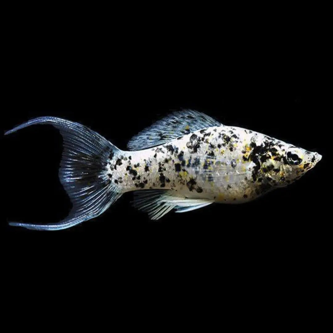 Molly Farbformen im Überblick: Von Schwarzmolly bis Dalmatiner – das sind die beliebtesten Varianten AquaTimo