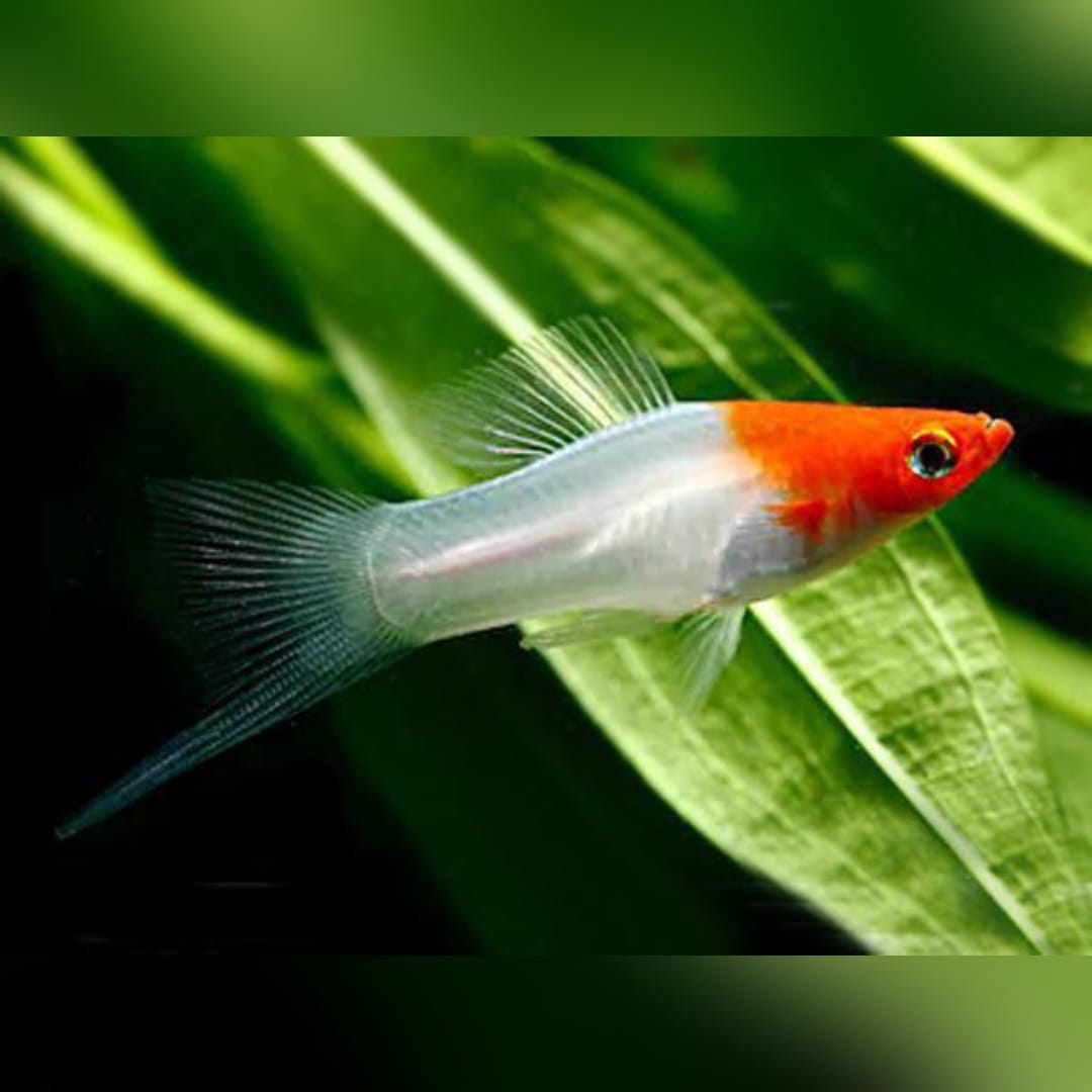 Schwertträger richtig halten: Alles über Aquarium, Wasserwerte & Verhalten
