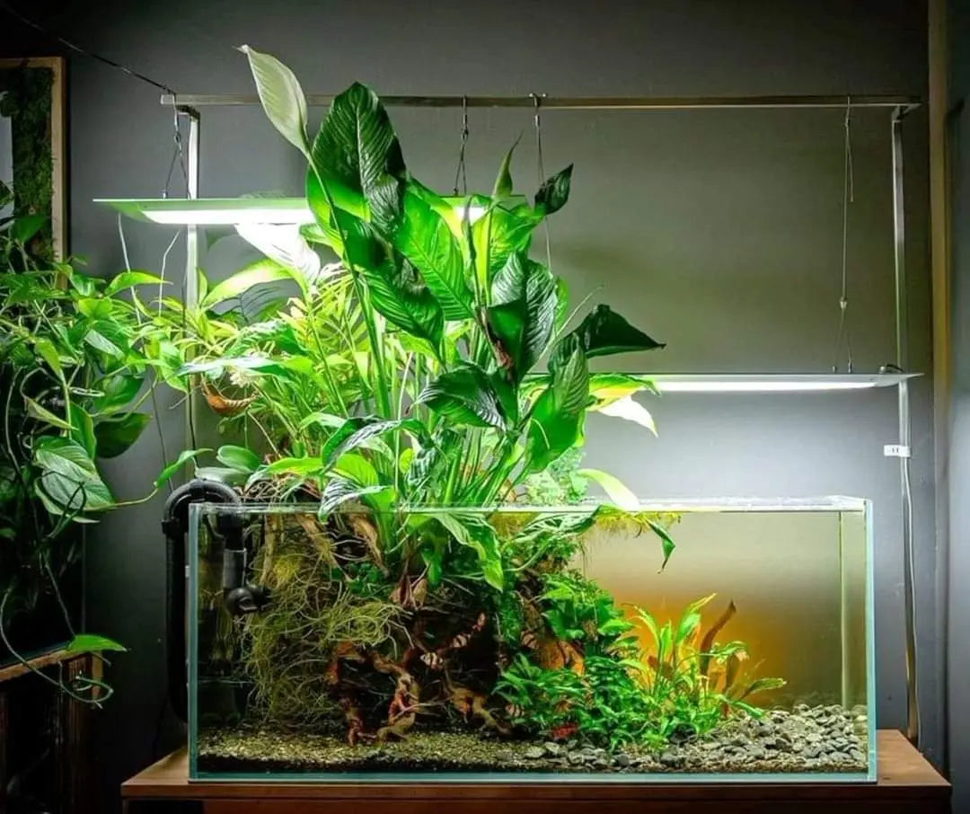 Aquarienpflanzen: Grüne Oasen für dein Süßwasseraquarium AquaTimo