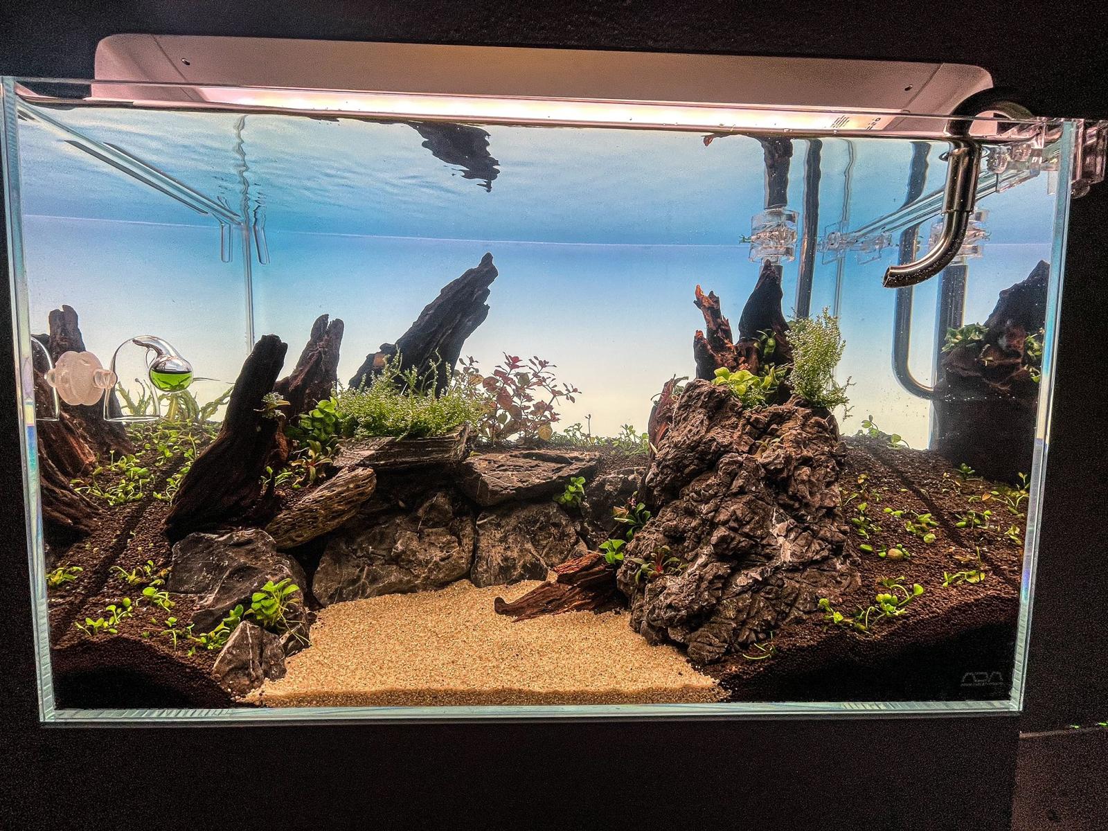 Hardscape vs. Softscape – Wie gestalte ich mein Aquarium richtig?