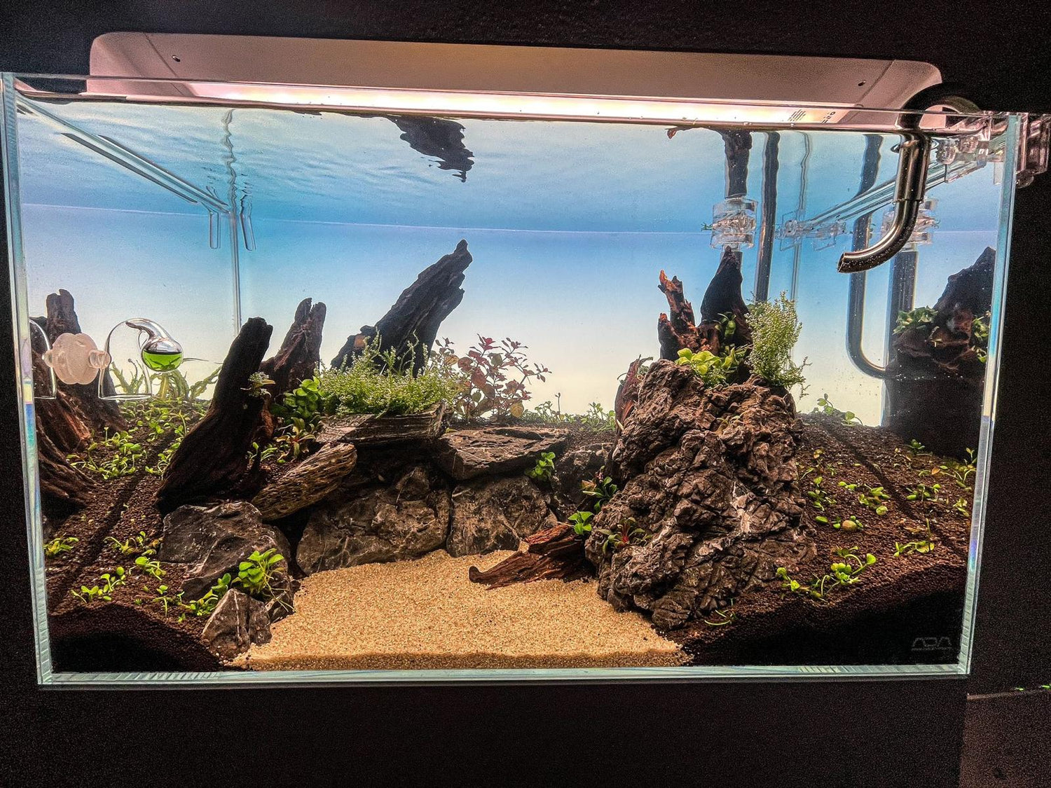 Algen im Aquarium – Ursachen & wie du sie loswirst