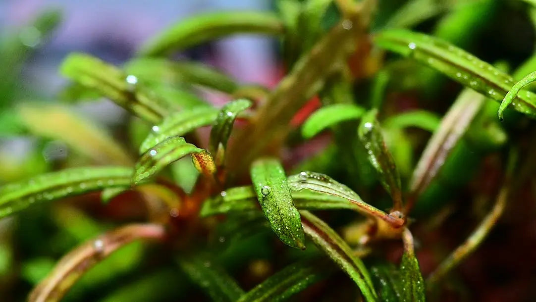 Wasserwerte für Napfschnecken – das solltest du wissen 💧📊 AquaTimo