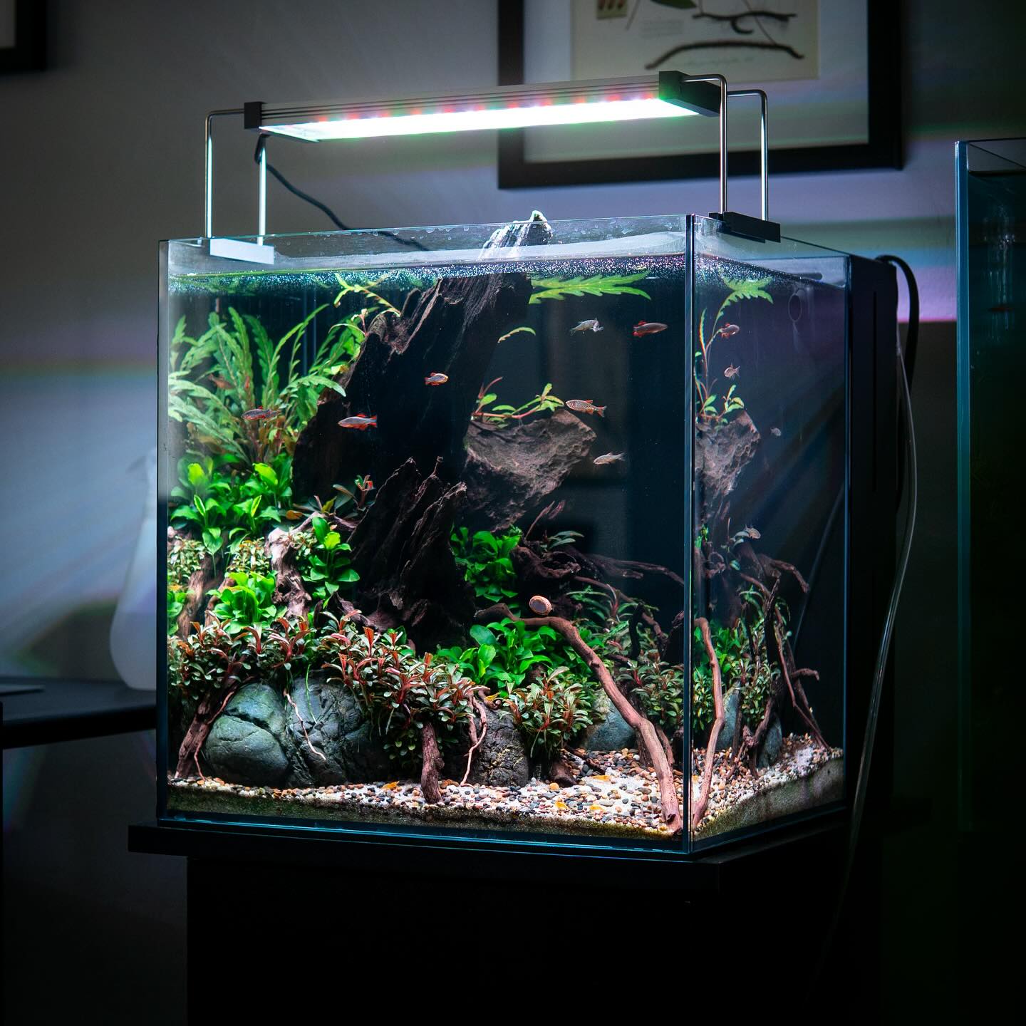 Aquarium einrichten ohne CO2 – geht das? 😊