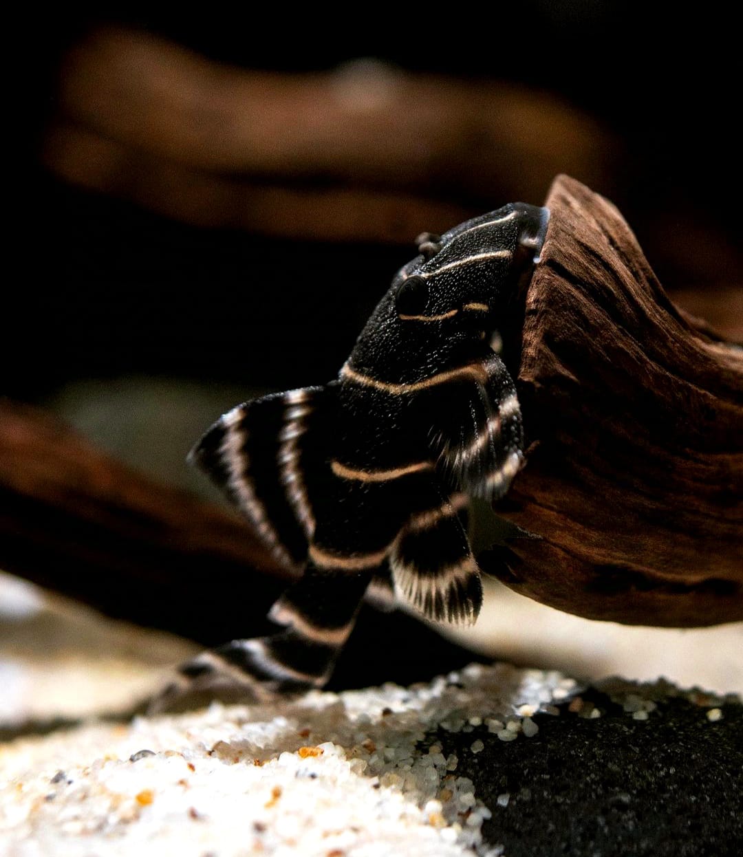 Zuchtbericht: L204 Kaiserharnischwels (Panaqolus albivermis)