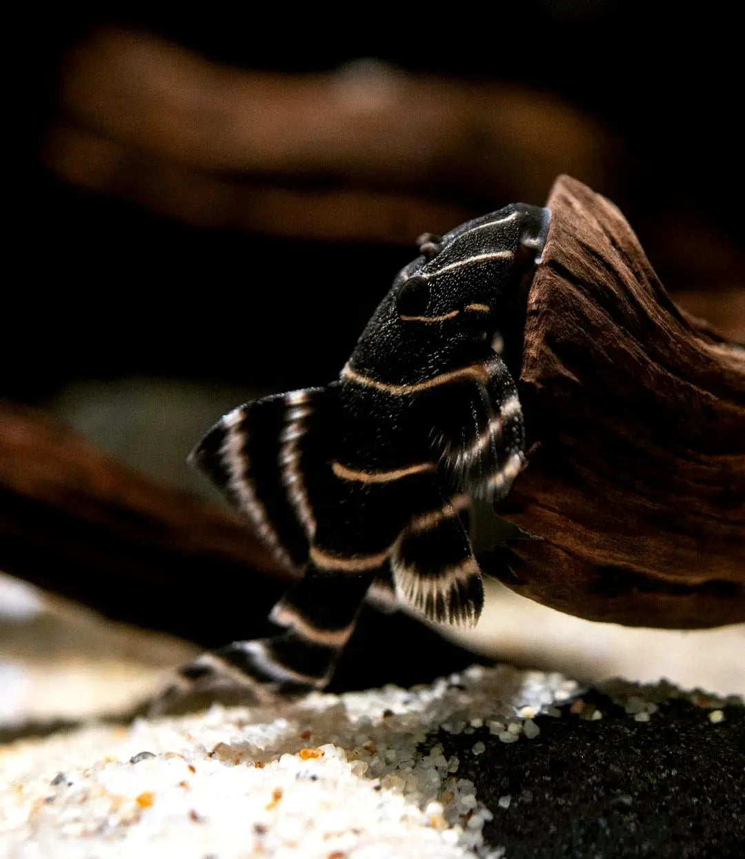 Zuchtbericht: L204 Kaiserharnischwels (Panaqolus albivermis) AquaTimo