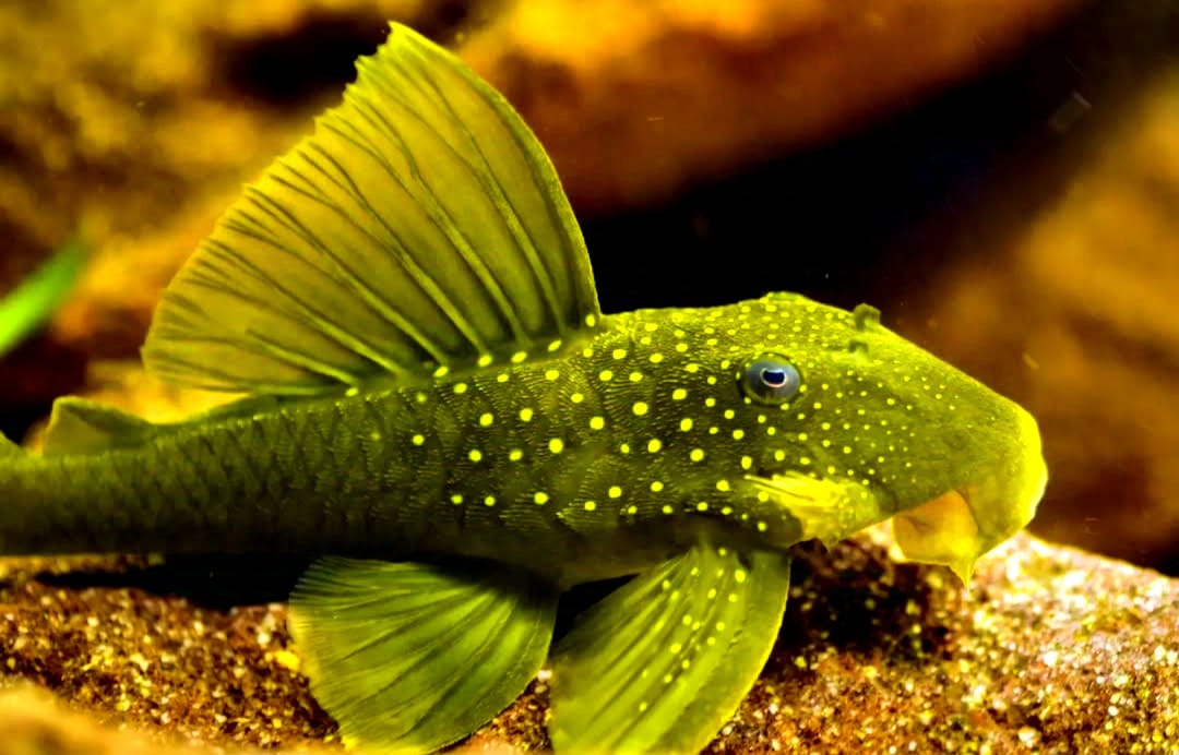 Der L200a Wels – Alles, was du zur Haltung wissen musst