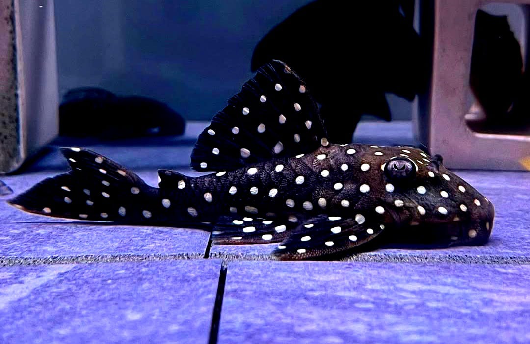 Zuchtbericht: L030 – Peppermint Pleco erfolgreich vermehren