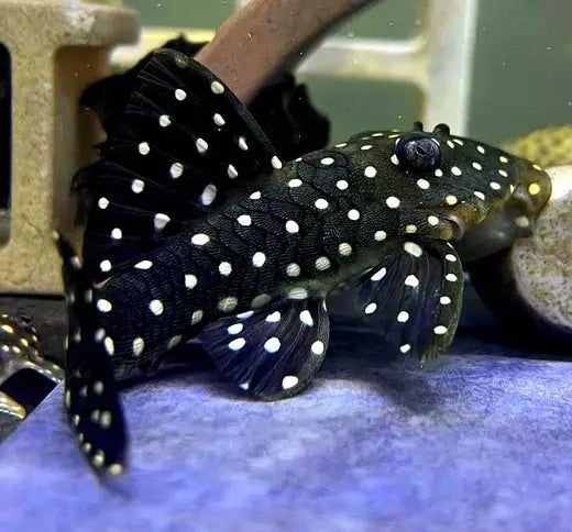 L030 – Der charmante Peppermint Pleco für Dein Aquarium AquaTimo