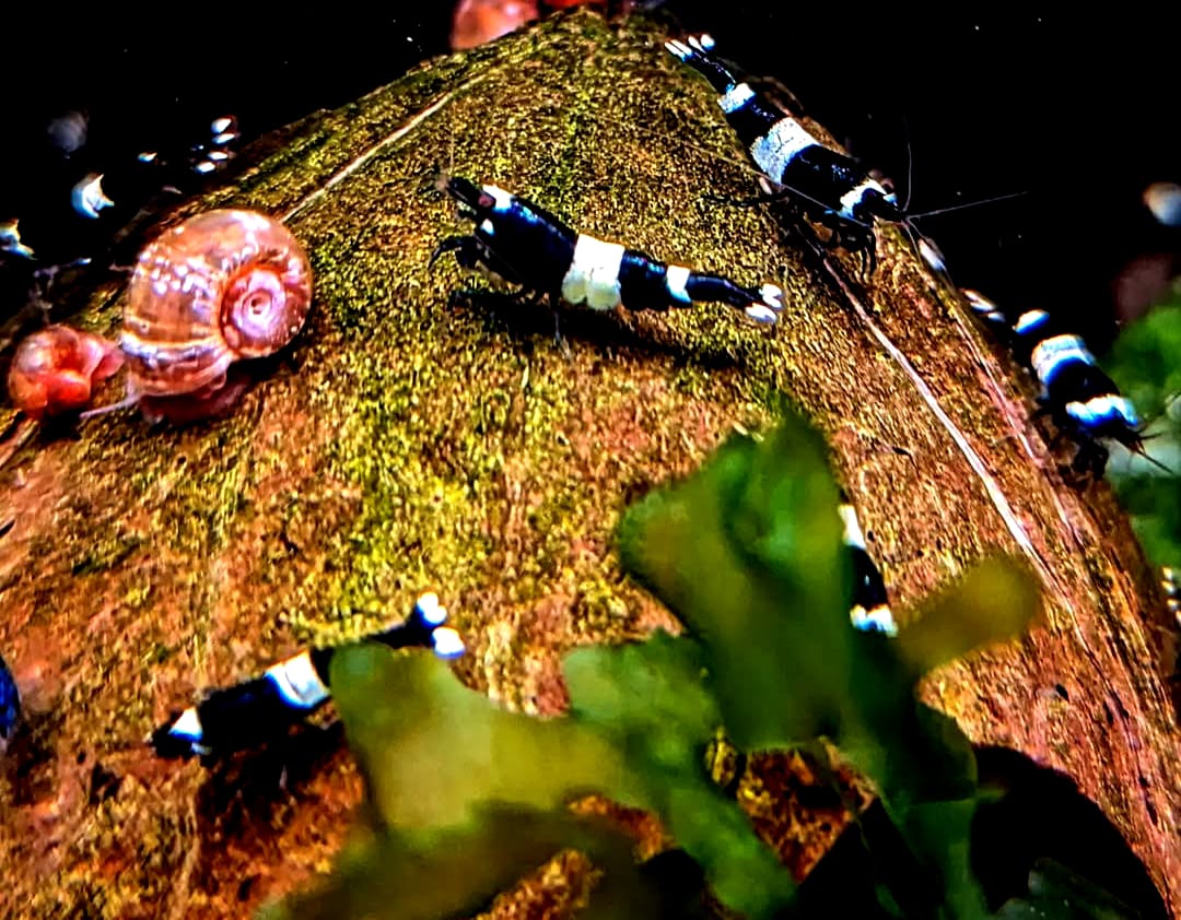 Haltung und Zucht der Zwerggarnele "Black Bee" K2-K4 (Caridina logemanni)