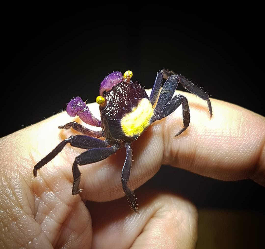 Haltungsratgeber: Vampirkrabbe „Purple Haze“ (Geosesarma spec.) – Pflege, Einrichtung & Haltung im Terrarium