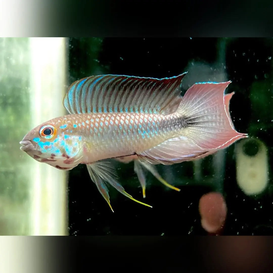 Haltungsbericht: Apistogramma flabellicauda AquaTimo