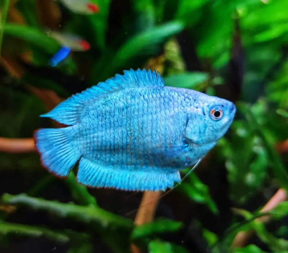Zuchtbericht – Colisa lalia „Cobalt“ (Zwergfadenfisch) AquaTimo