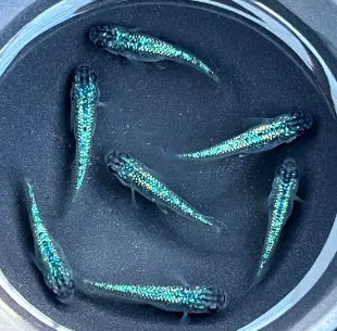 Medaka richtig halten: Grundlagen für Anfänger 🐟🌿 AquaTimo