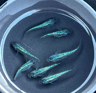 Mythen über Medaka – was stimmt wirklich? 🧐