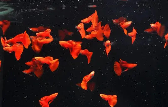 Was fressen Guppys? Die perfekte Ernährung für gesunde Tiere 🐟🍽️ AquaTimo