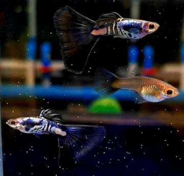 Guppys züchten leicht gemacht – von der Paarwahl bis zur Jungfischaufzucht 🐟👶