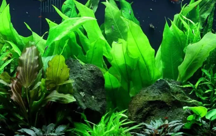 Fadenalgen im Aquarium: Ursachen, Bekämpfung und Vorbeugung AquaTimo