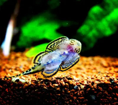 Haltung von Prachtflossensaugern im Süßwasseraquarium – Ein umfassender Leitfaden AquaTimo