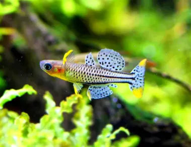 Blauaugen (Pseudomugil spp.): Farbenfrohe und lebendige Schwarmfische für dein Aquarium AquaTimo