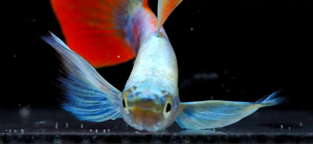 Wasserwerte für Guppys AquaTimo